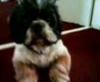 videos de Beckham Dog Hairstyle