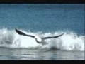 seagull sound