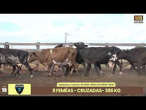 1� LEIL�O EXPOJUINA - 2026