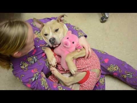 This Animal Shelter is Encouraging Adoptions With Doggy Sleepovers This Animal Shelter is Encouraging Adoptions With Doggy Sleepovers