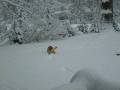 Peyton playing in the snow