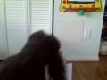 videos de Poodle Picks the Winner of Ravens vs. Titans