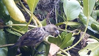 Laysan岛:Bird Bloopers