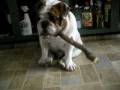 Argus the English Bulldog Likes His Stick
