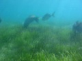 Parrot Fish feeding in seagrass meadow
