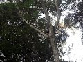 Bugios em Piracaia 3 (SP)