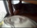UFO ATTACKING ANIMALS
