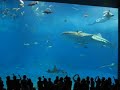 okinawa aquarium