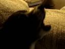 videos de Smokey sings