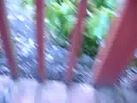 The Nutria Hunt--A Documentary