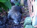 The Nutria Hunt--A Documentary