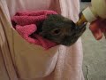 Part 2 baby squirrel feeding