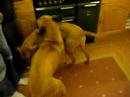 Kubah and his girlfriend Simba