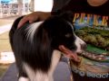 Border Collie Cruisy With Neil & Dave Brisbane 2009