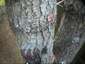 Paintball FPS 10 \"New Toy Syndrome\" FusionPie