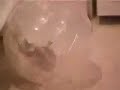 Funny Hamster Dancing