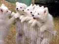 Kids and Dogs - Cute and Heartwarming