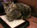 videos de Scrabble With The Cat