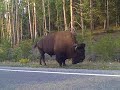 Buffalo! Buffalo!