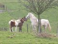 premières sorties pré pouliche.wmv premières sorties pré pouliche.wmv