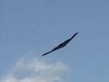 2006 New Castle Airshow - B-2 Spirit
