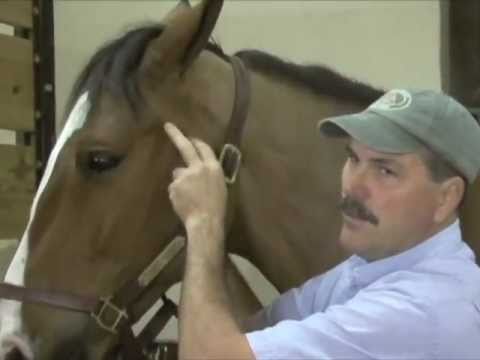 how to locate tmj
