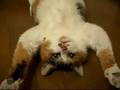 Cat nap