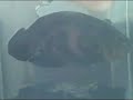 Albino Oscar, Big Tiger Oscars, and Arowana Fish
