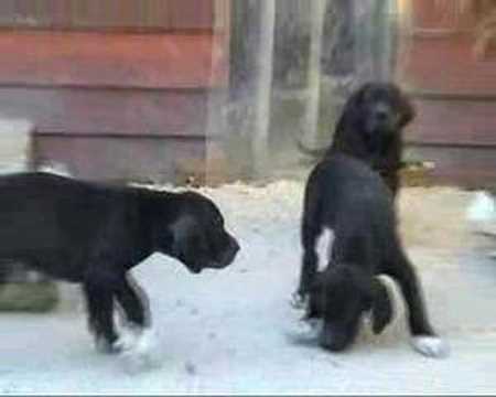 dogue allemand