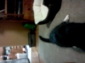 Kittens Playing with toe mouse