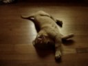 Baby Baer the Golden Retriever