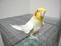 【そろそろ】ふぃぎゅ@メイトを歌うオカメインコ【限界】 【そろそろ】ふぃぎゅ@メイトを歌うオカメインコ【限界】