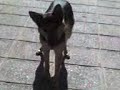 Funny Dogs