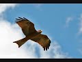 Free like an Eagle