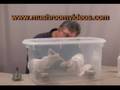 Let's Grow Mushrooms! pf tek part 2