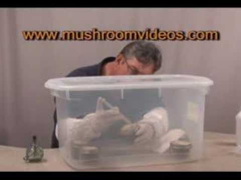 how to grow magic mushrooms pf tek