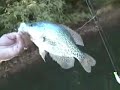 Smith Mountain Crappie