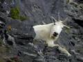 Devils Castle Mountain Goat 2 - 4876 Hits