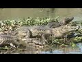 Pantanal
