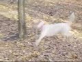 Luna x 2, Dolche y Grisa en Colonia Canina