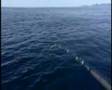Catching huge halibut with Silver Fox Charters