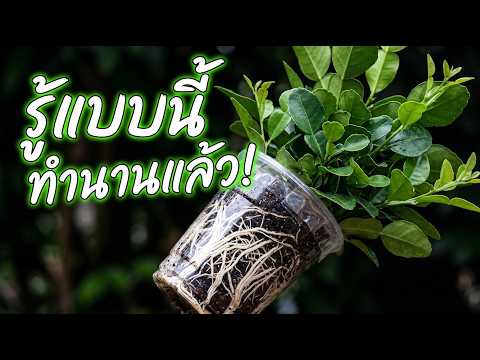 ไม่ง้อร้านต้นไม้! ขยายพันธุ์มะกรูดด้วย "แก้วกาแฟ" ใครๆก็ทำได้ | Nava DIY