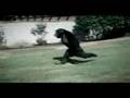 videos de Trunk monkey3.wmv