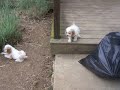 8 week old Cocker Spaniel Puppies playing outside 8 week old Cocker Spaniel Puppies playing outside
