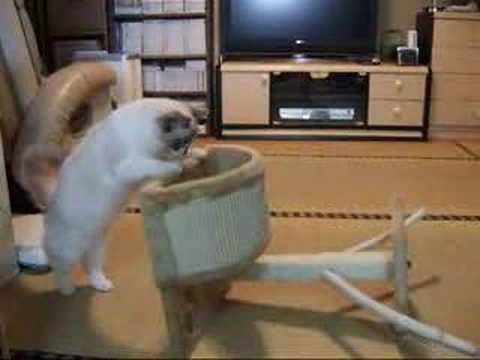 バトル中に発見!キャットタワーのもう一つの遊び方Youtube(ユーチューブ・ゆーちゅーぶ)・Dailymotion動画