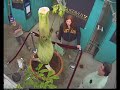 Gustavus Corpse Flower (Titan Arum) Blooming May 12th Gustavus Corpse Flower (Titan Arum) Blooming May 12th