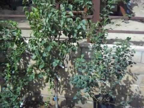Selection of Fruit Salad Trees or Multi Graft Fruit Trees