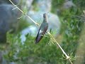Patagona gigas Picaflor Gigante Giant hummingbird Patagona gigas Picaflor Gigante Giant hummingbird