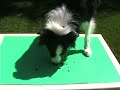 Border Collie paints his self-portrait
