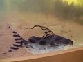 Synodontis Decorus 2 Synodontis Decorus 2